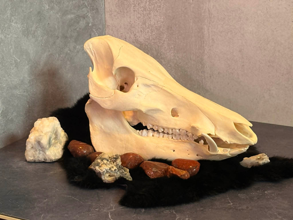 Wild Boar Skull – Ethically Sourced (Texas)