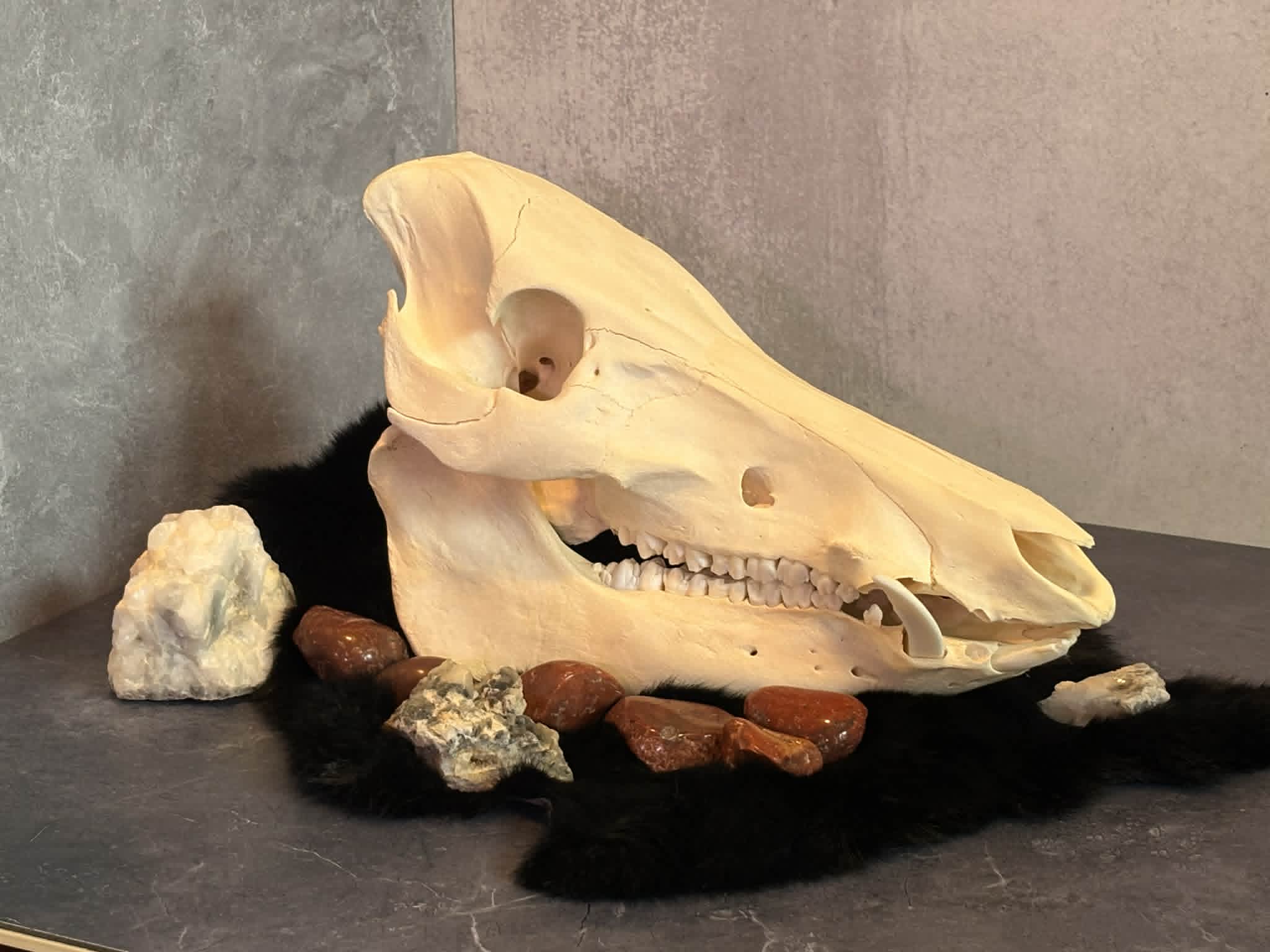 Wild Boar Skull – Ethically Sourced (Texas)