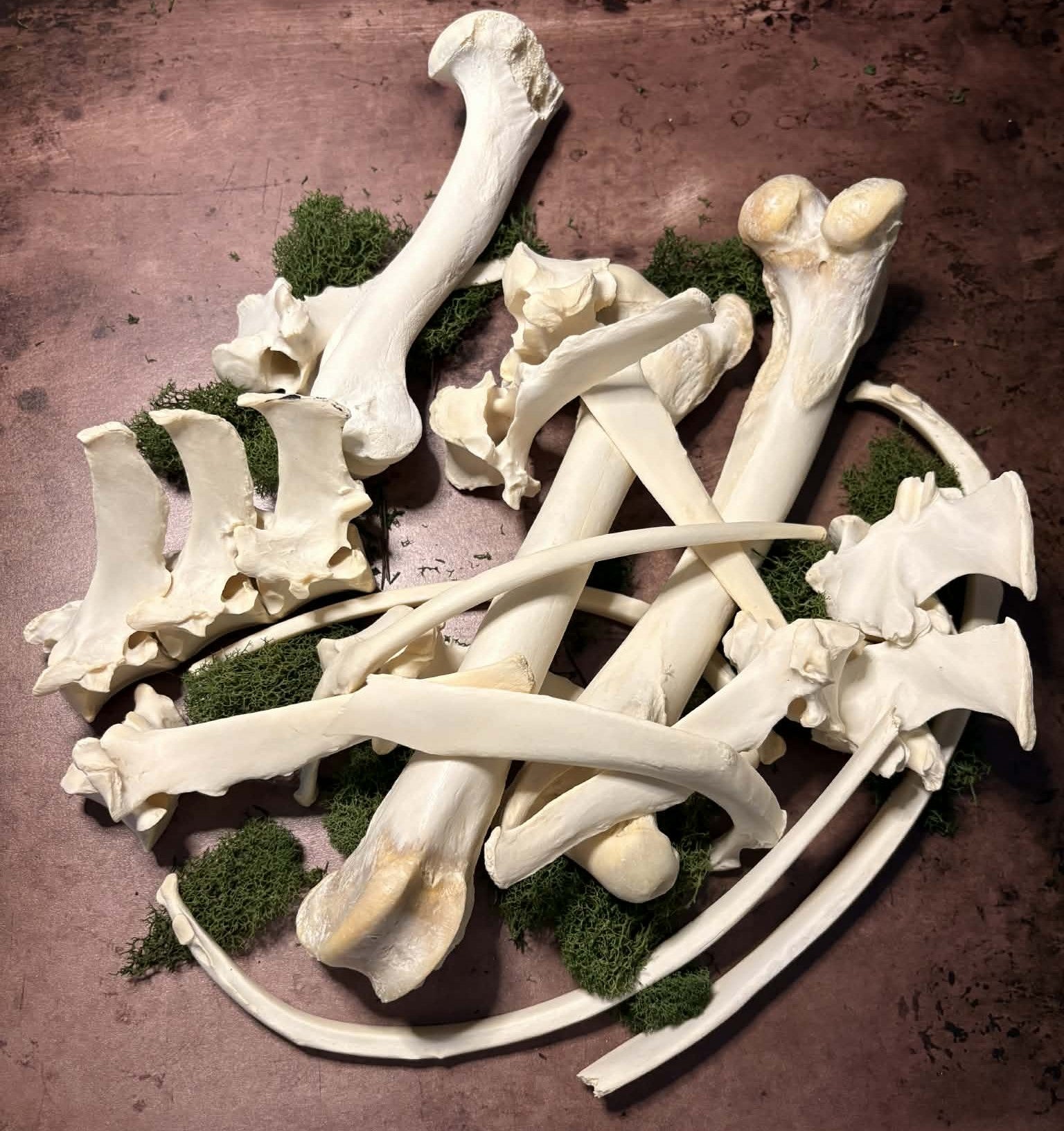 Texas Foraged Bone Collection