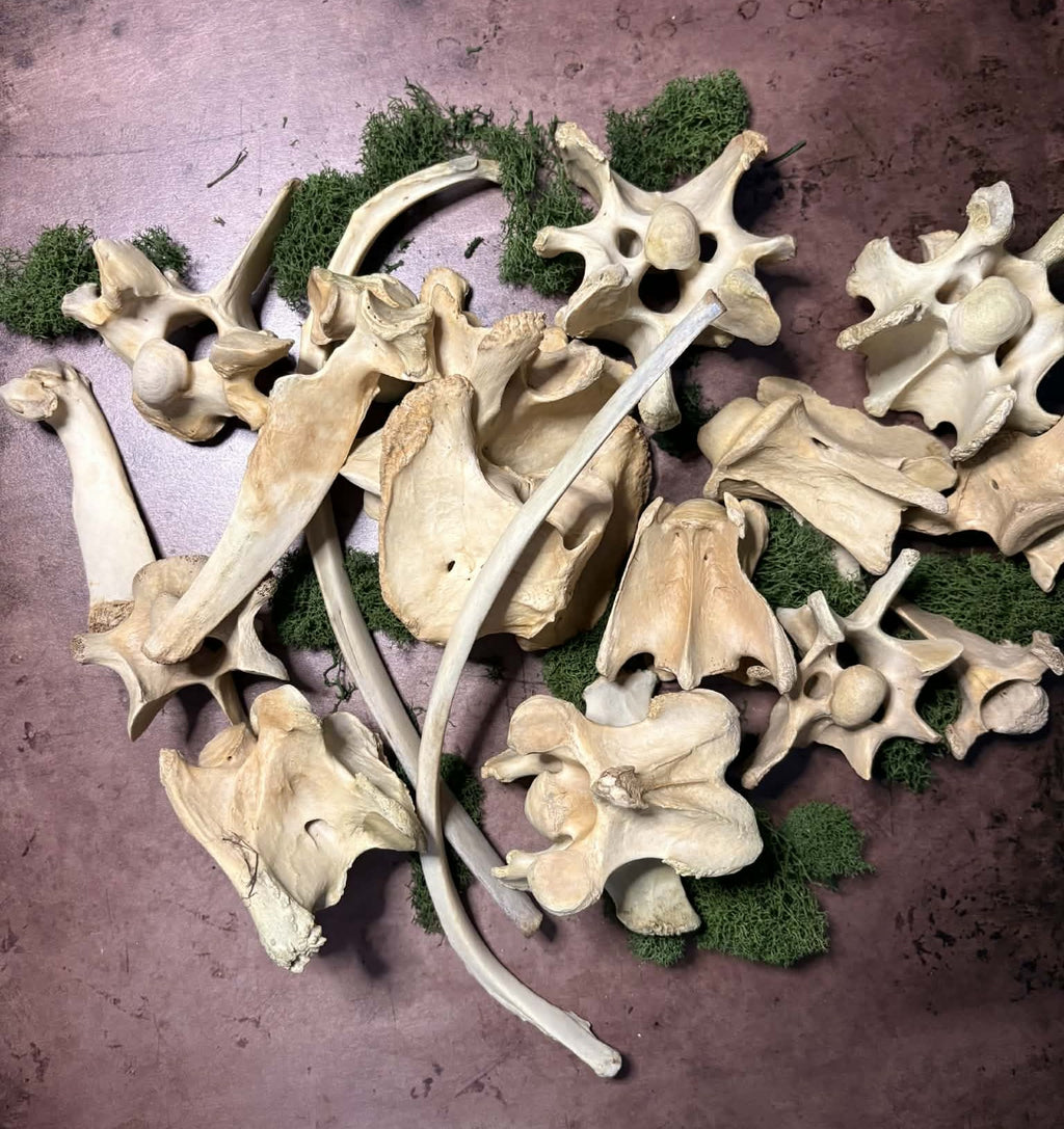 Texas Foraged Bone Collection