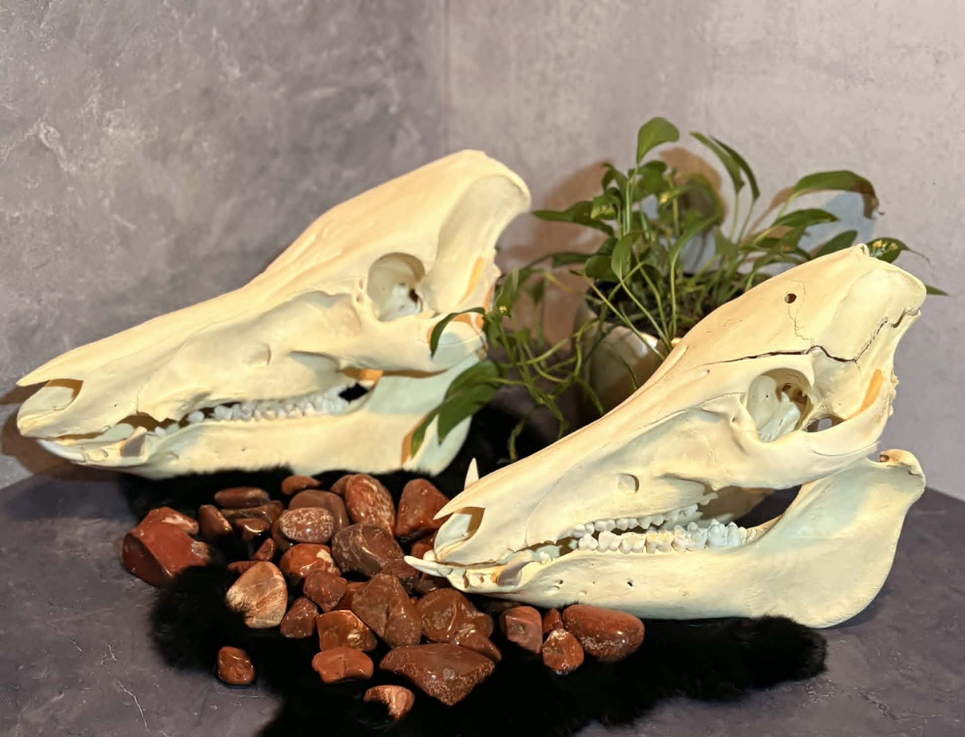 Wild Boar Skull – Ethically Sourced (Texas)