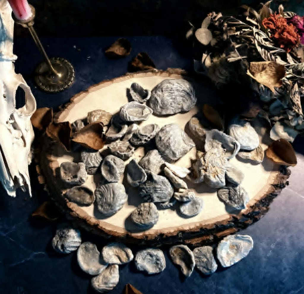 Cretaceous Period Oysters and Marine Specimens