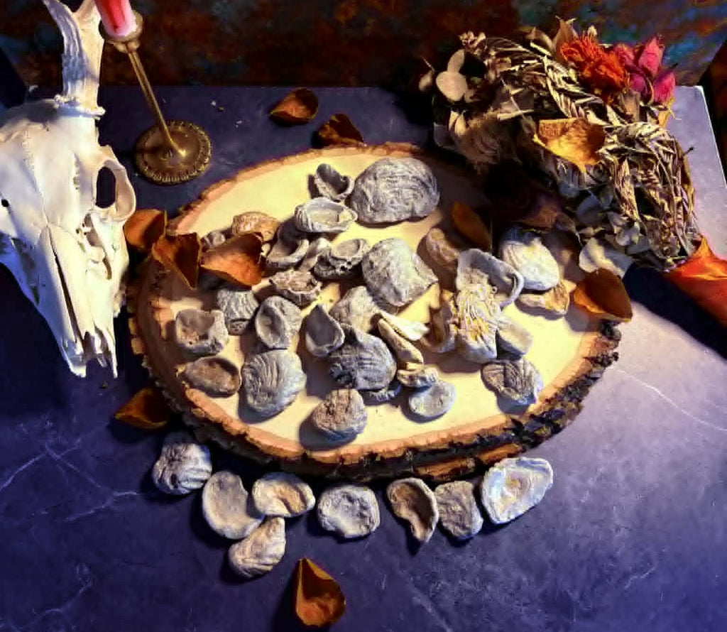 Cretaceous Period Oysters and Marine Specimens