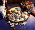 Cretaceous Period Oysters and Marine Specimens