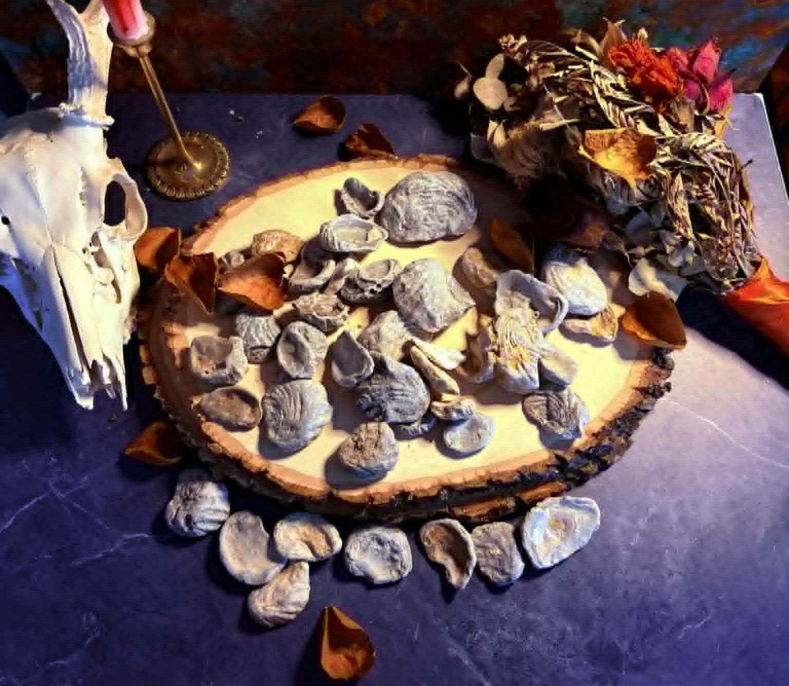 Cretaceous Period Oysters and Marine Specimens