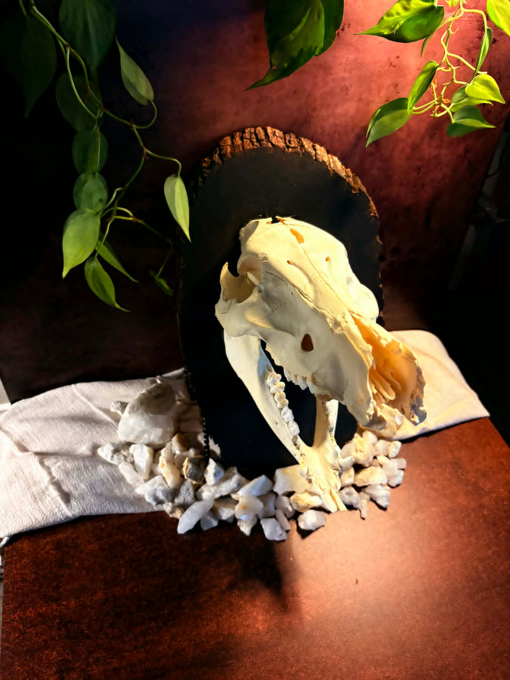 Bone Relic: Boar