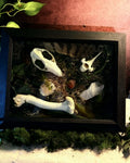 Opossum Skull Shadow Box