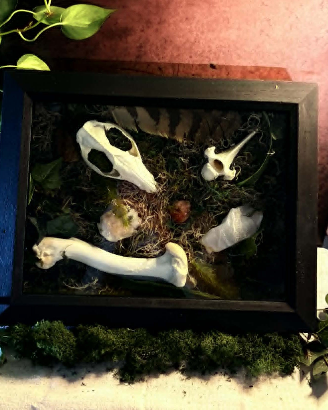 Opossum Skull Shadow Box