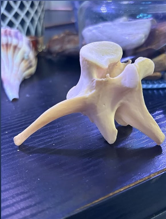 Wild Cradle Vertebra Display