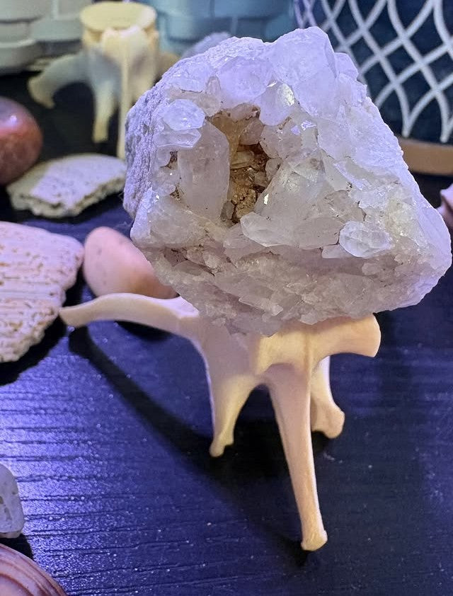 Wild Cradle Vertebra Display
