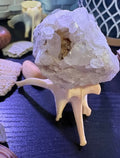 Wild Cradle Vertebra Display