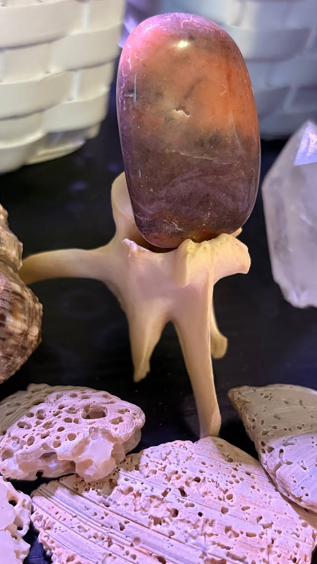 Wild Cradle Vertebra Display