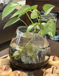 Aquascape Roots Glass Quartz Display (Tumbled Quartz Only)